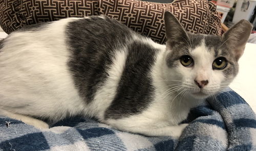 Napoleon