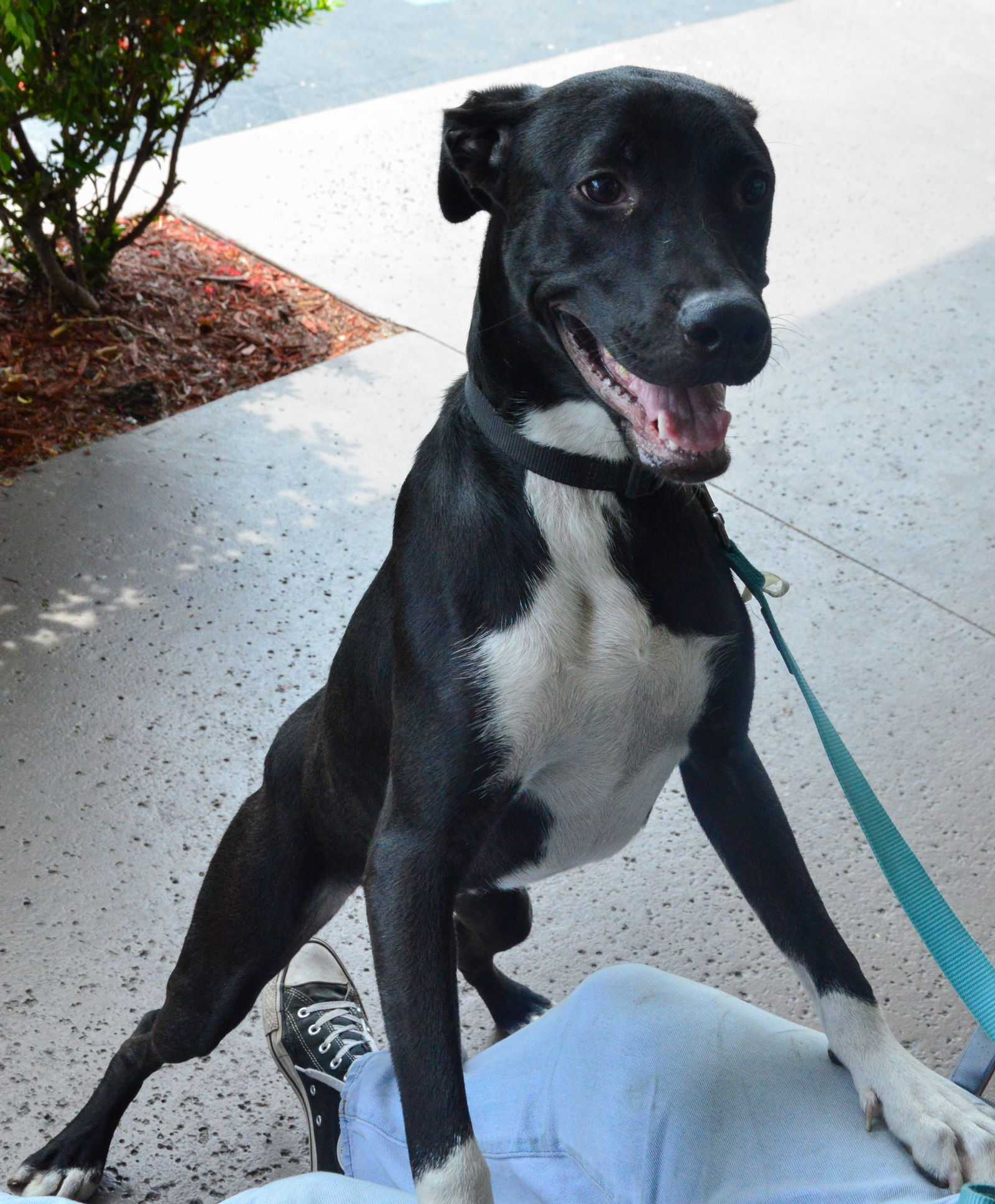 adoptable Dog in Royal Palm Beach, FL named Pacey