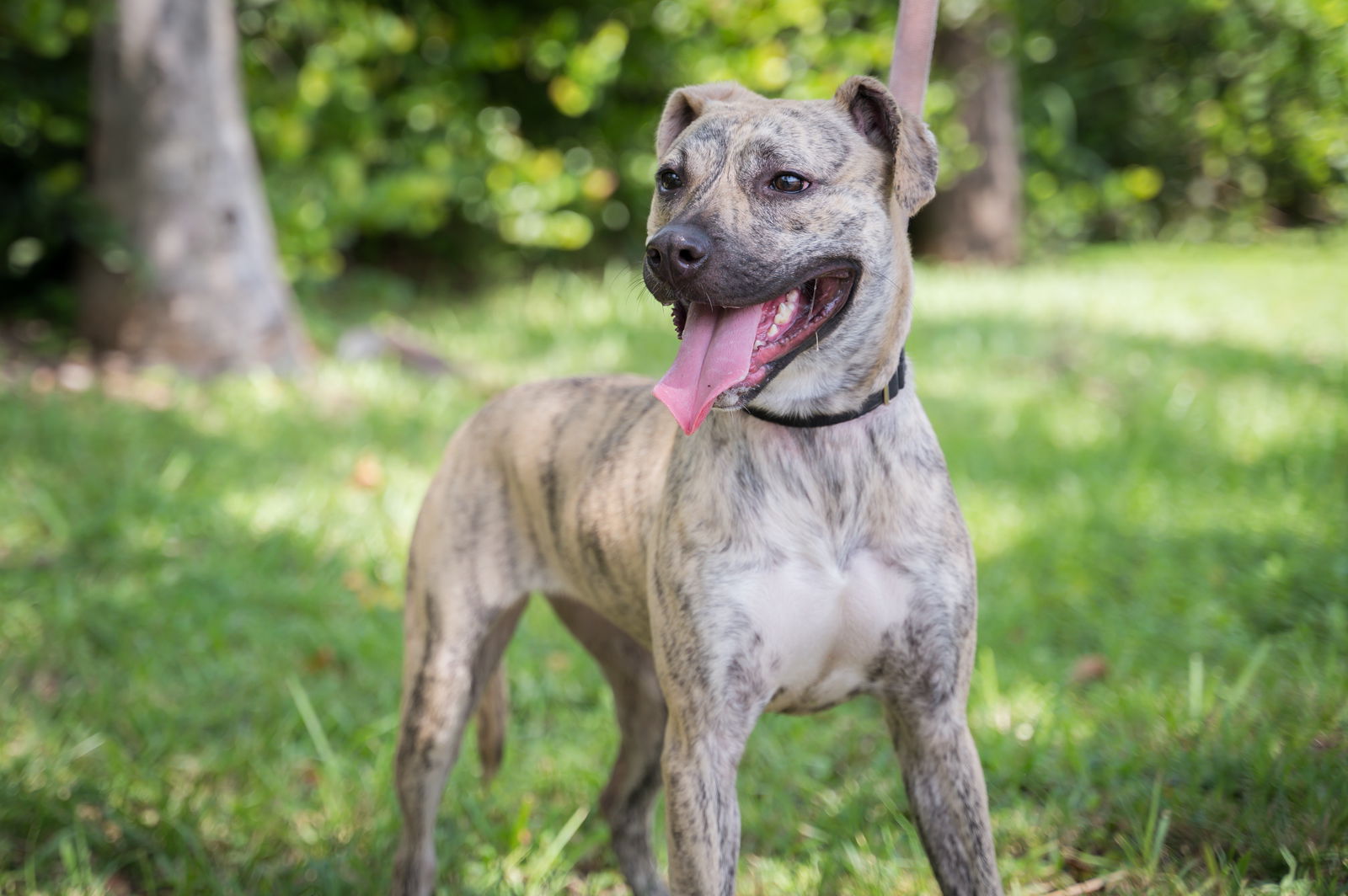 adoptable Dog in Royal Palm Beach, FL named Piper