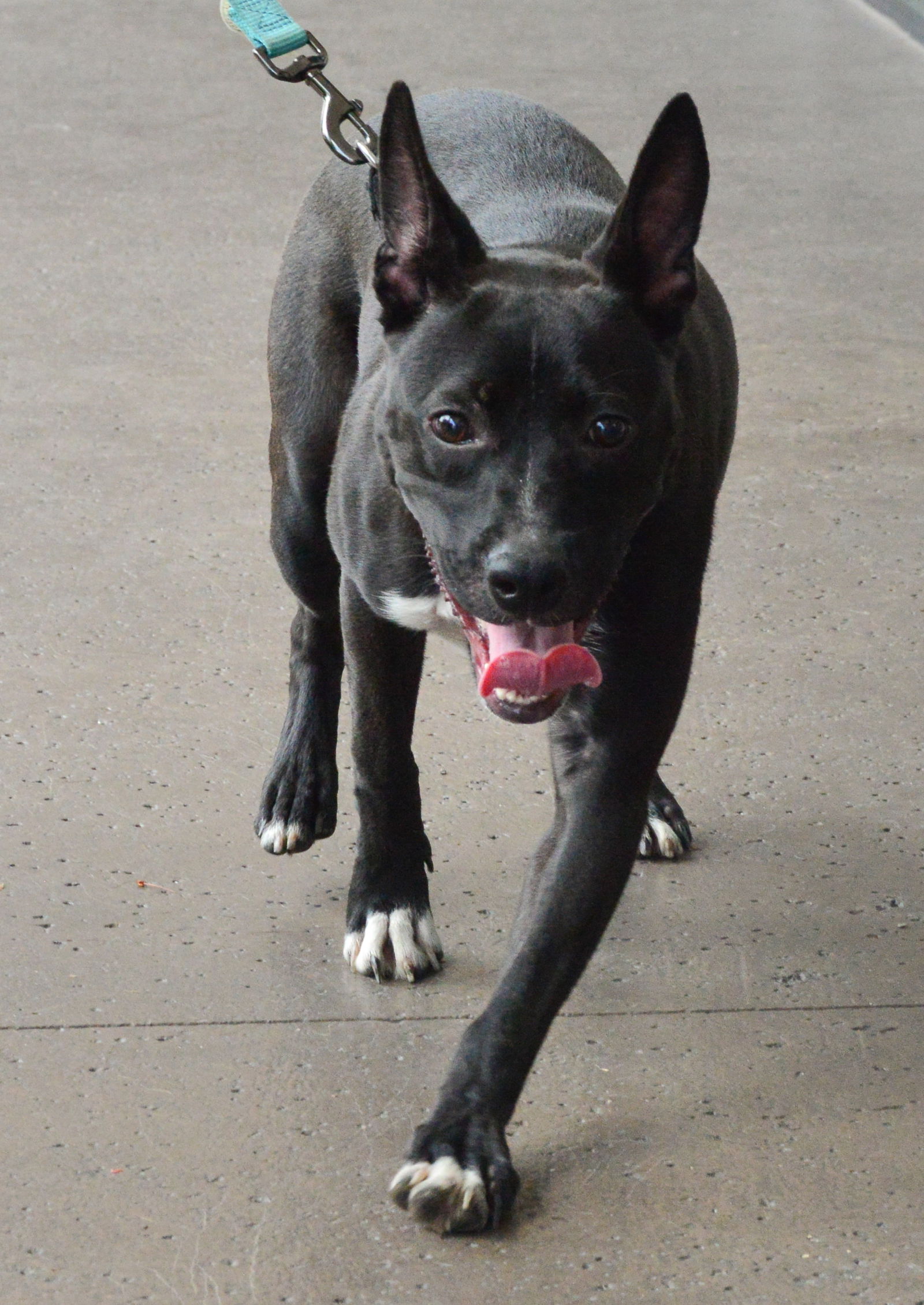 adoptable Dog in Royal Palm Beach, FL named Panda