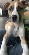 Pepper