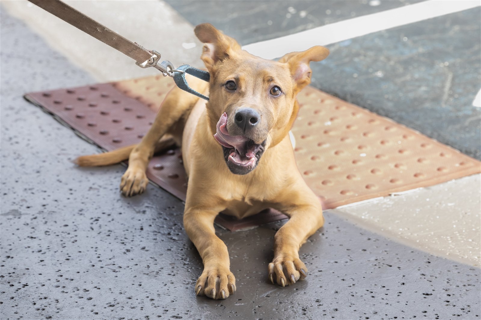 adoptable Dog in Royal Palm Beach, FL named Zoidberg