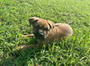 Willow
