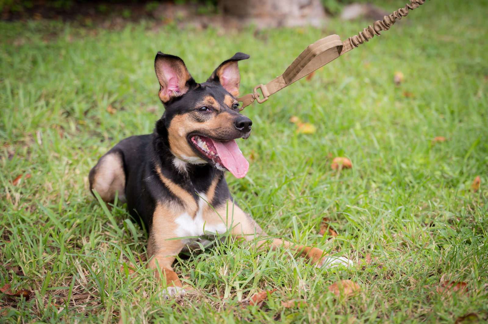 adoptable Dog in Royal Palm Beach, FL named Denver