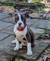Tootsie