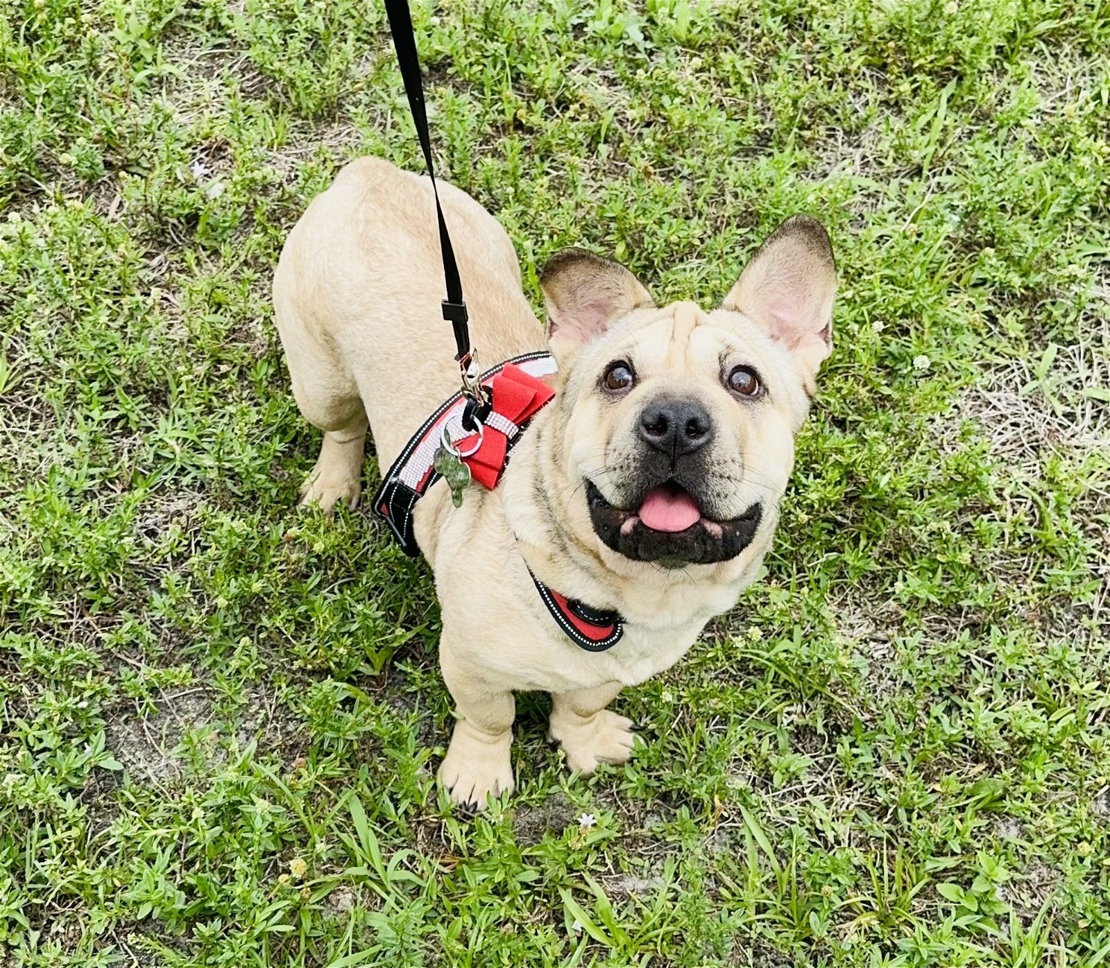 adoptable Dog in Royal Palm Beach, FL named Mala