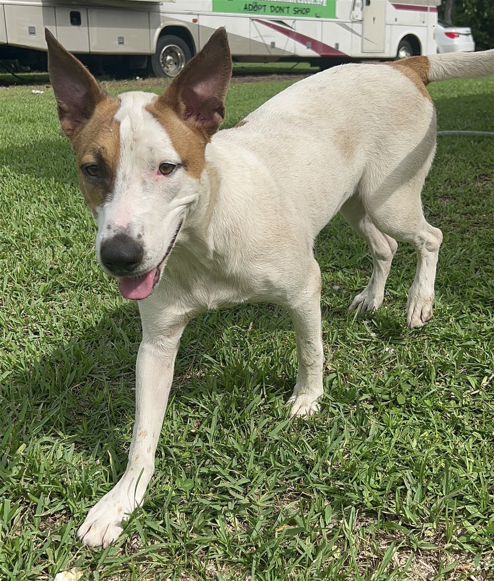 adoptable Dog in Royal Palm Beach, FL named Gipsy