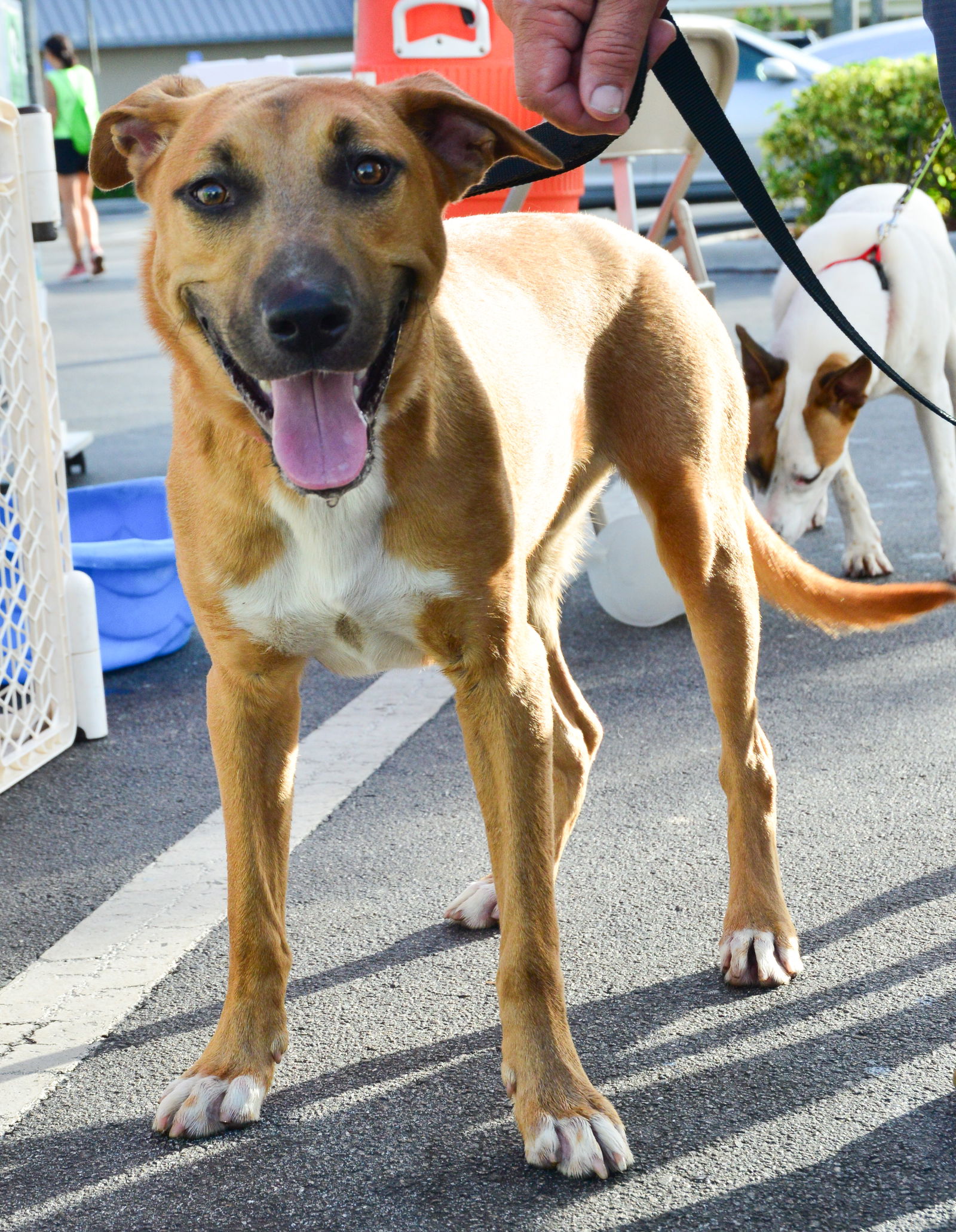 adoptable Dog in Royal Palm Beach, FL named Grant