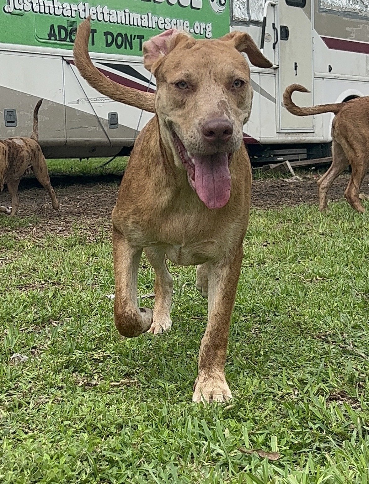 adoptable Dog in Royal Palm Beach, FL named Lazarus