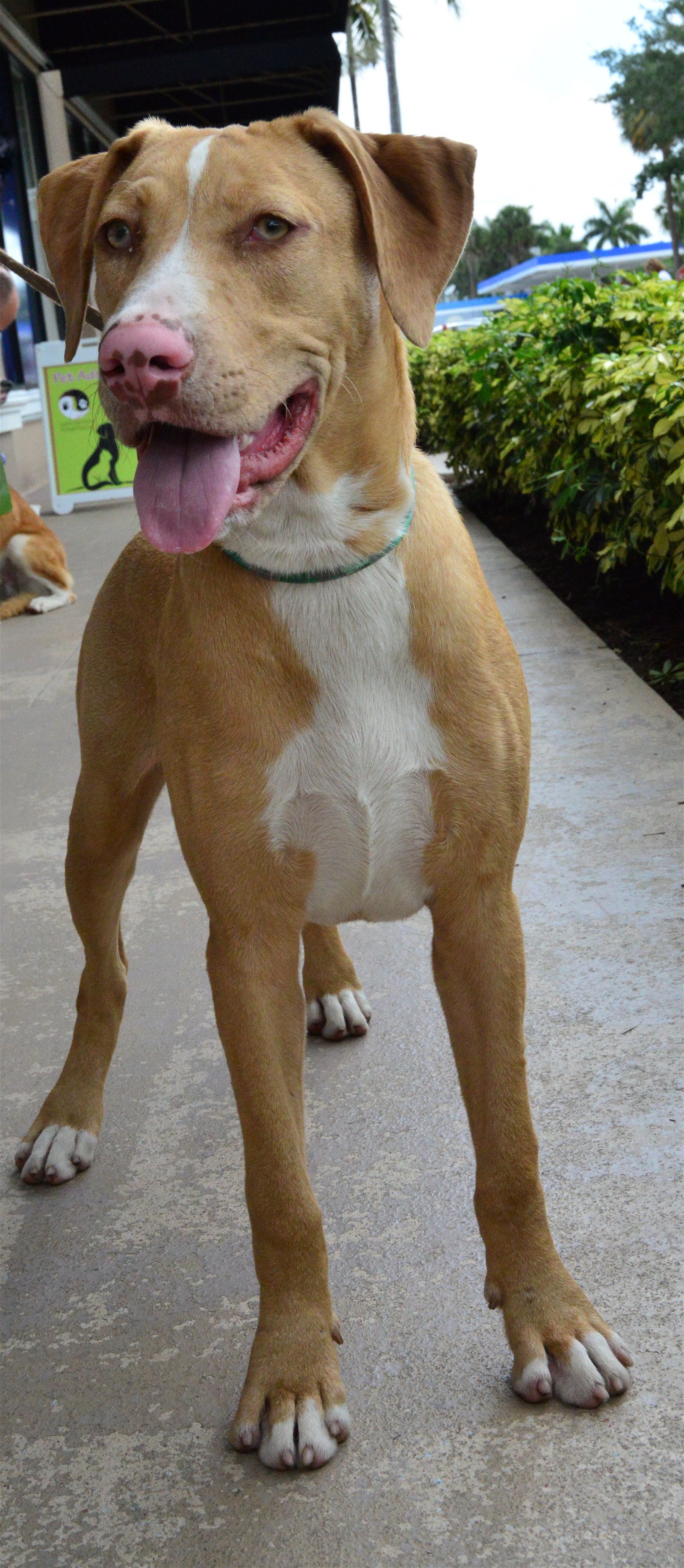 adoptable Dog in Royal Palm Beach, FL named Lenox