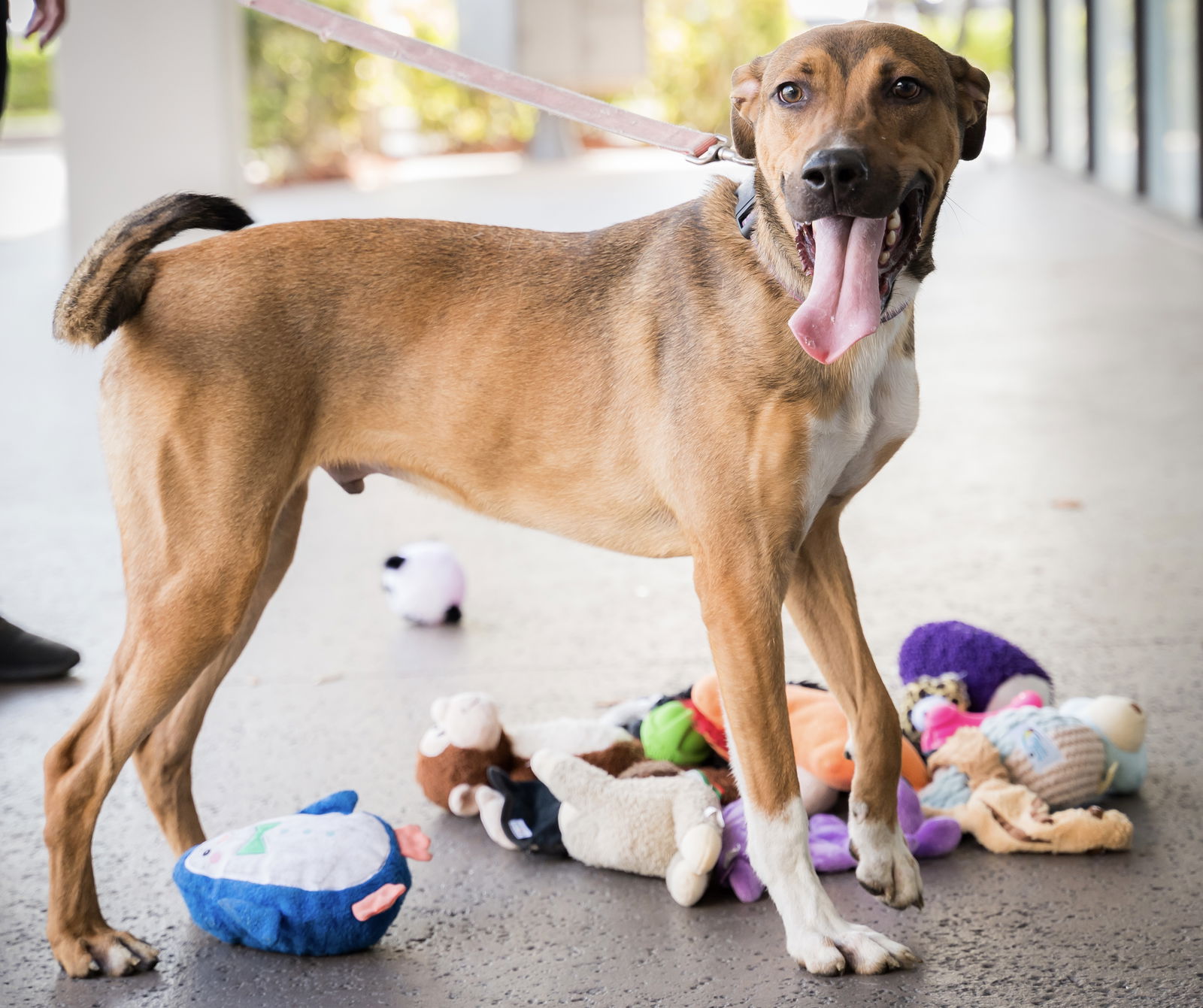 adoptable Dog in Royal Palm Beach, FL named Oliver