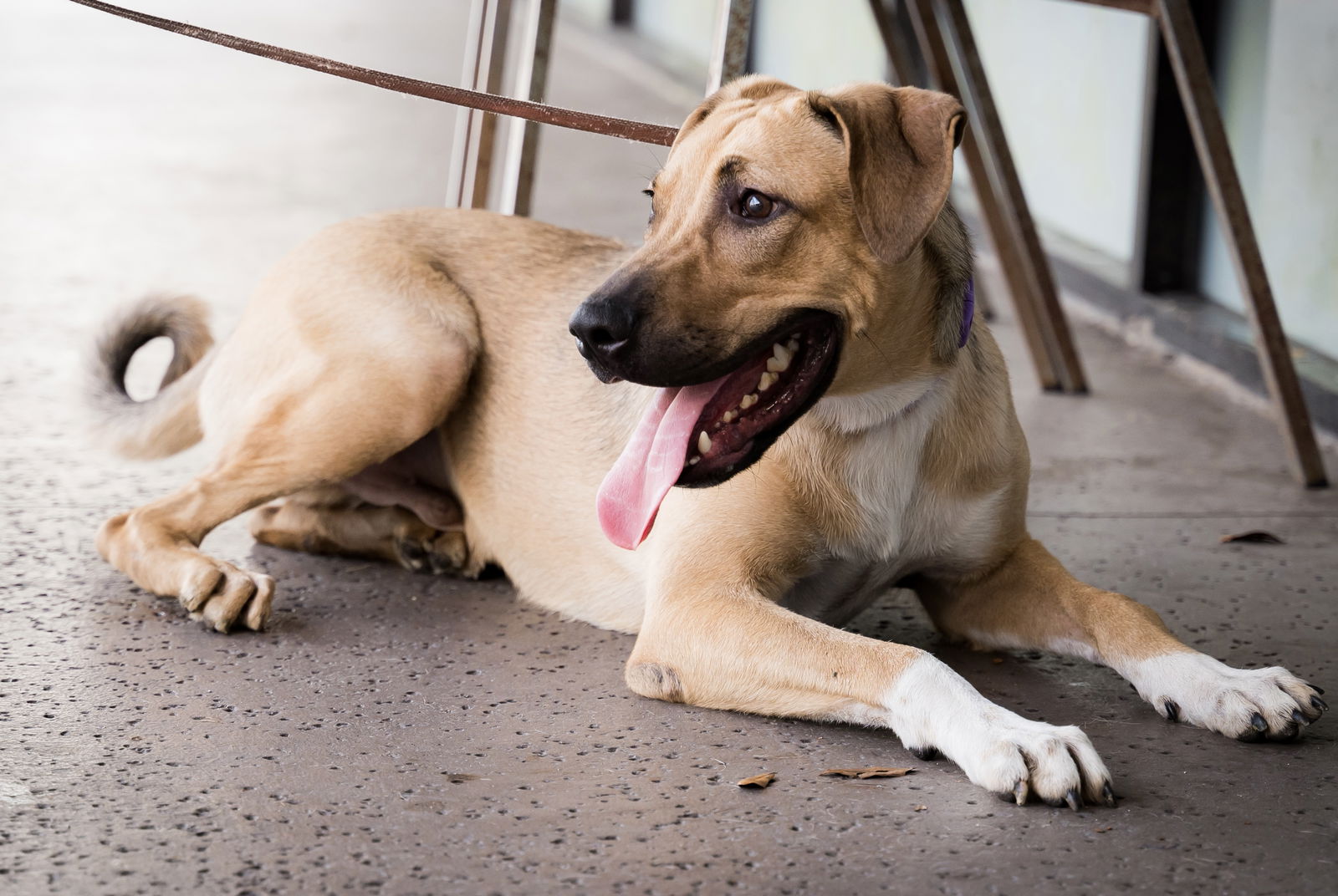 adoptable Dog in Royal Palm Beach, FL named Oscar