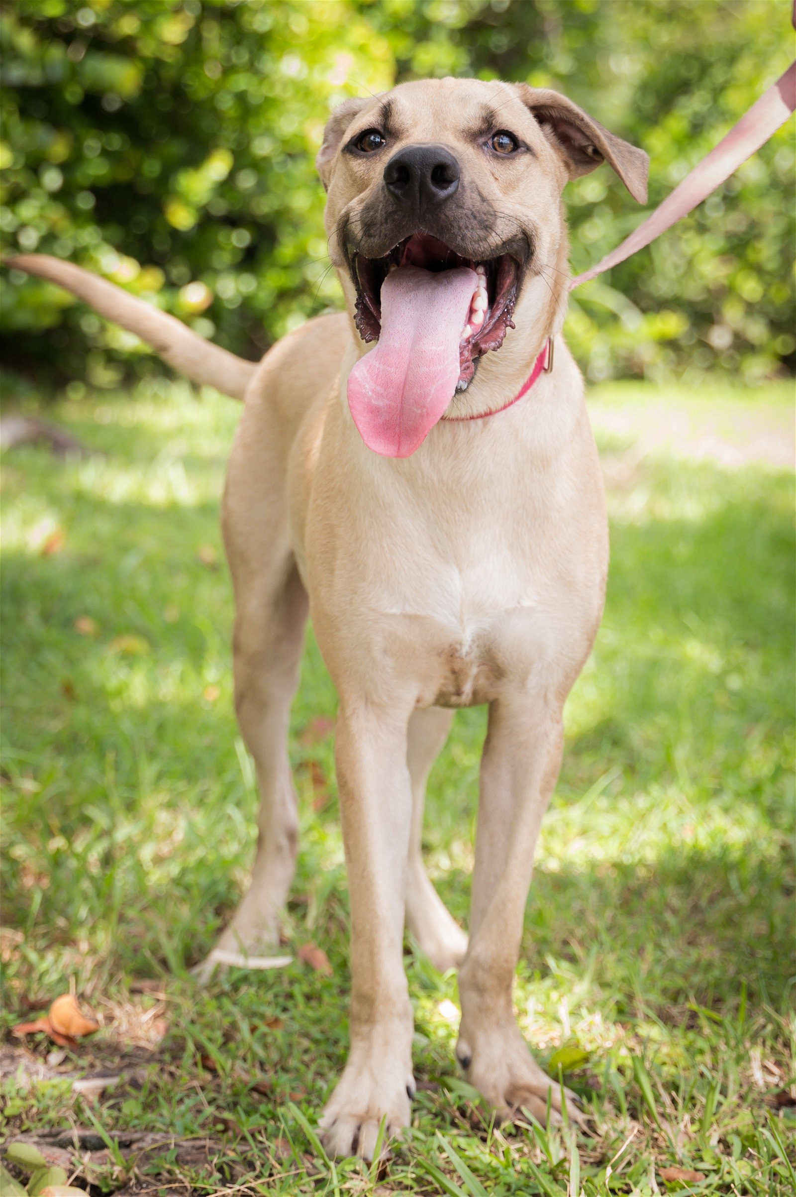 adoptable Dog in Royal Palm Beach, FL named Tart