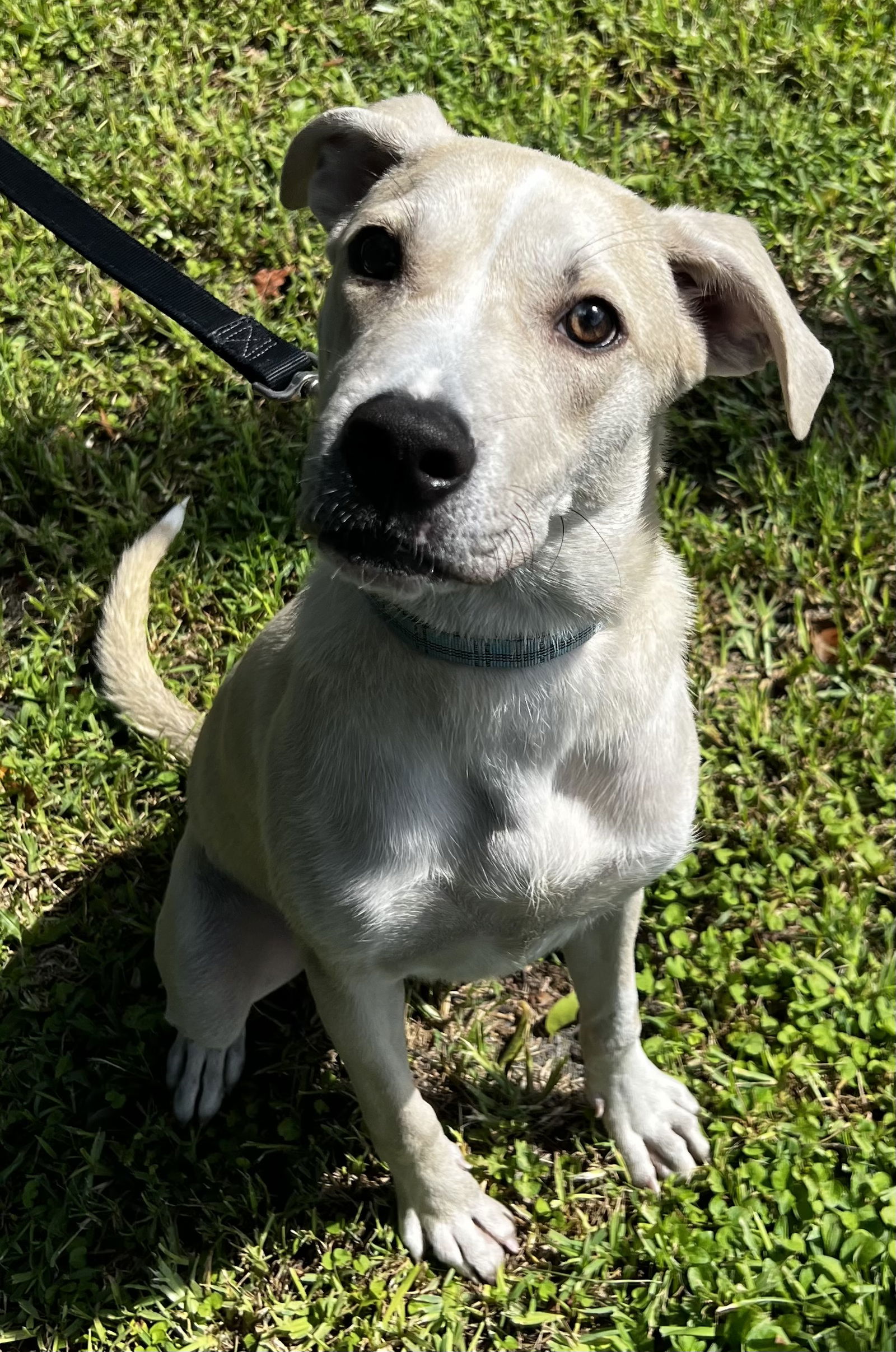 adoptable Dog in Royal Palm Beach, FL named Tonga