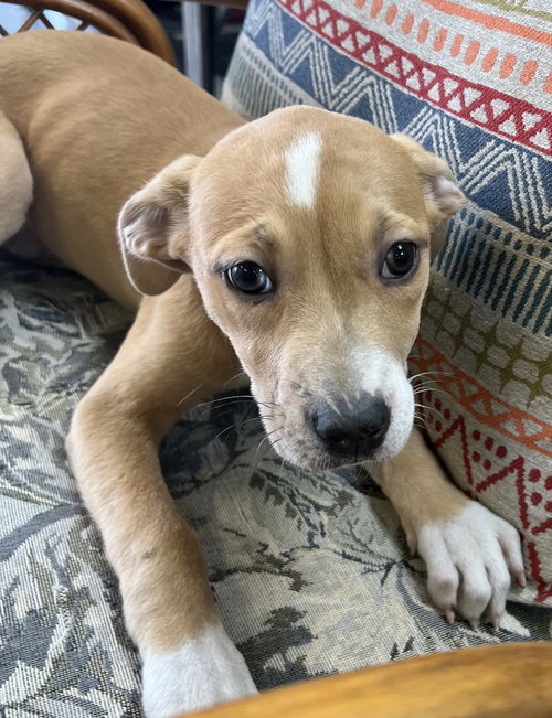 Tucker
