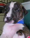 Atticus