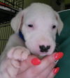 Arlo