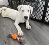 Arlo 2