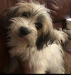 Pittle