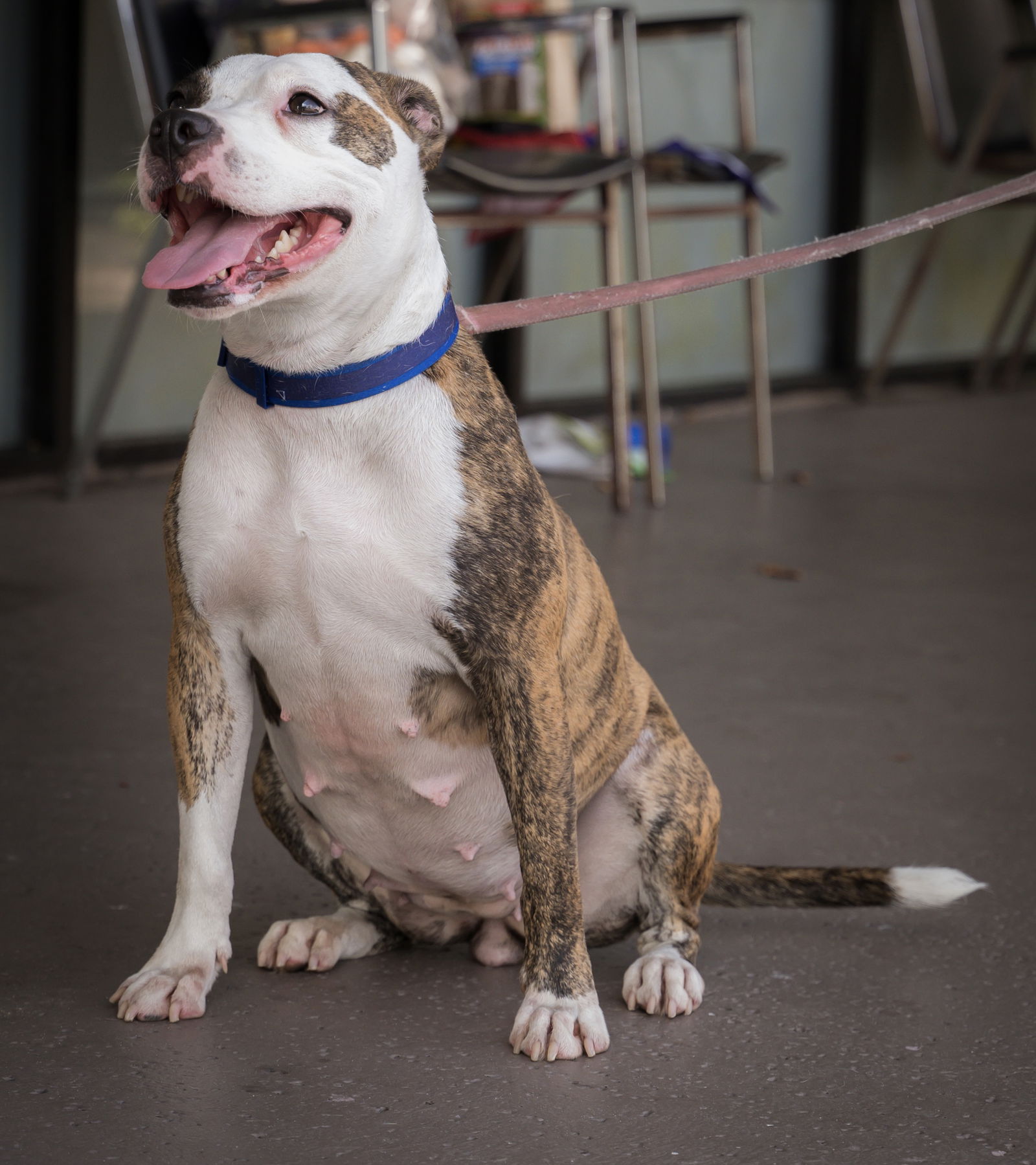 adoptable Dog in Royal Palm Beach, FL named Petunia