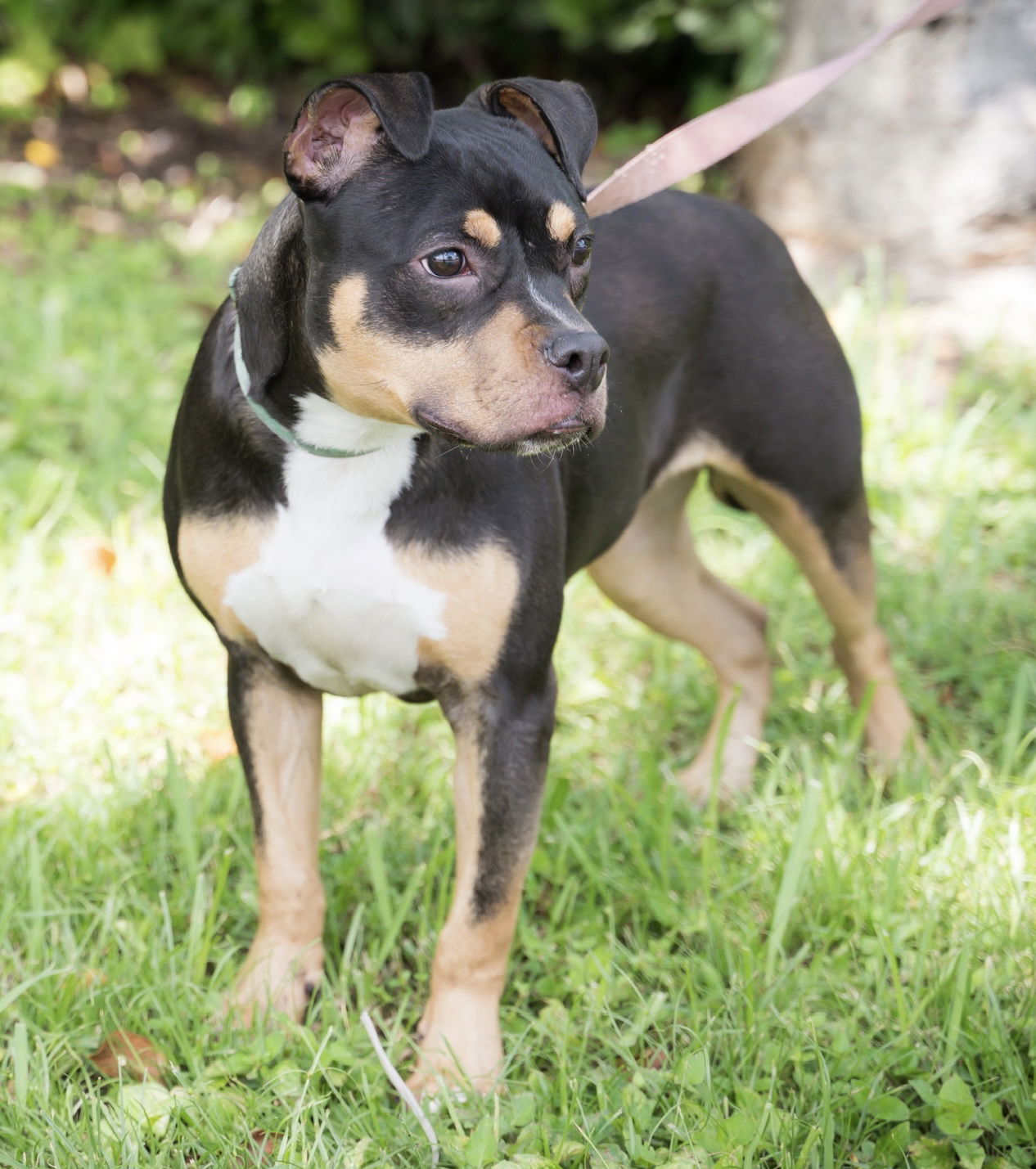 adoptable Dog in Royal Palm Beach, FL named Malachi