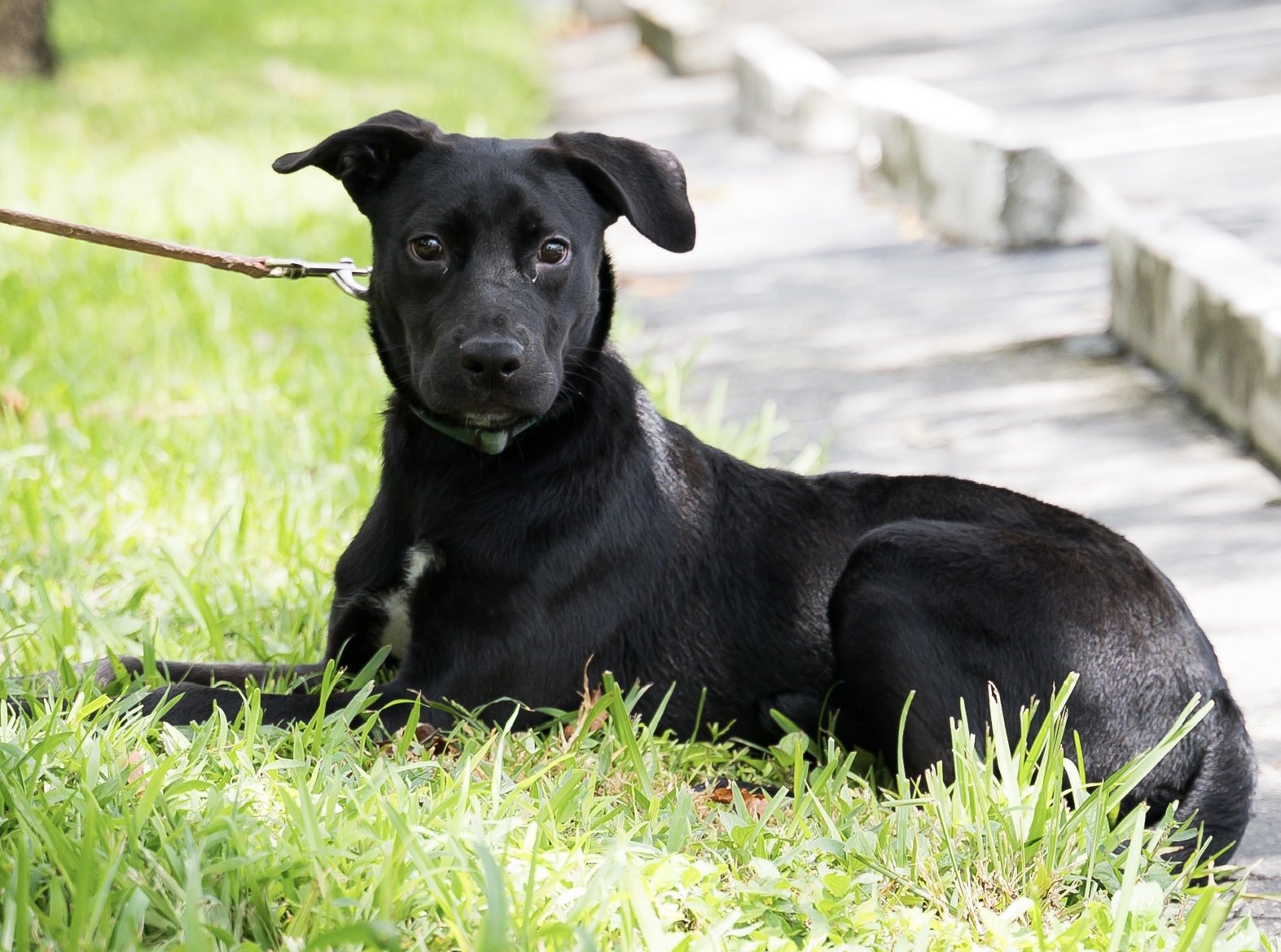 adoptable Dog in Royal Palm Beach, FL named Hestia