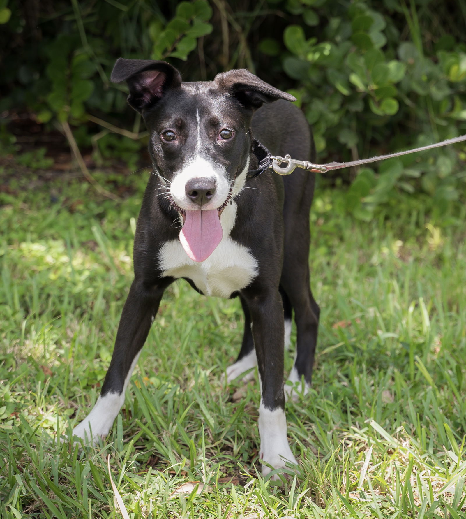 adoptable Dog in Royal Palm Beach, FL named Hespera