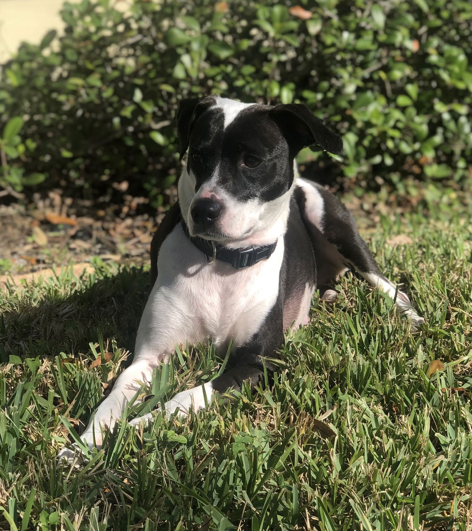 adoptable Dog in Royal Palm Beach, FL named Khloe