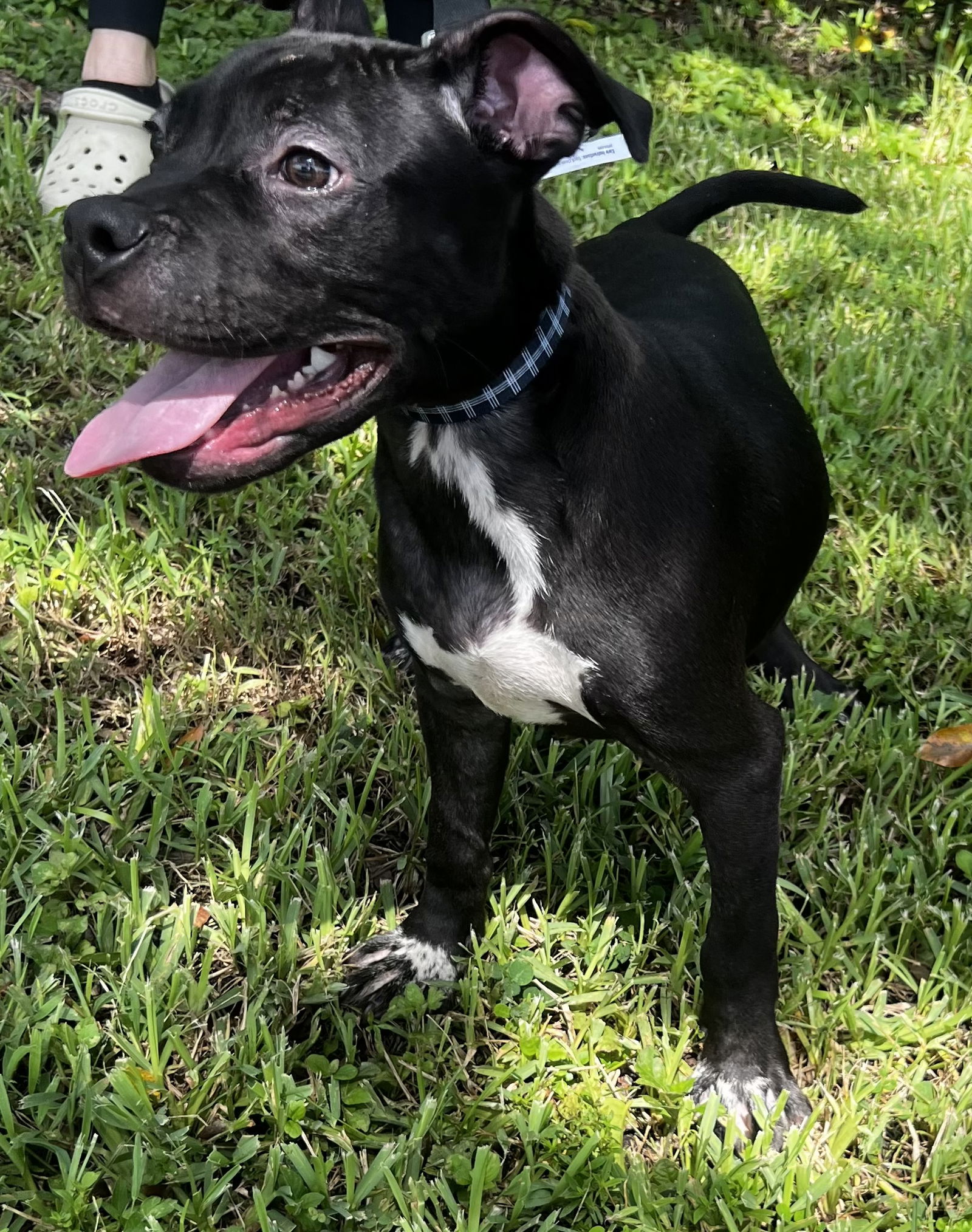 adoptable Dog in Royal Palm Beach, FL named Inko