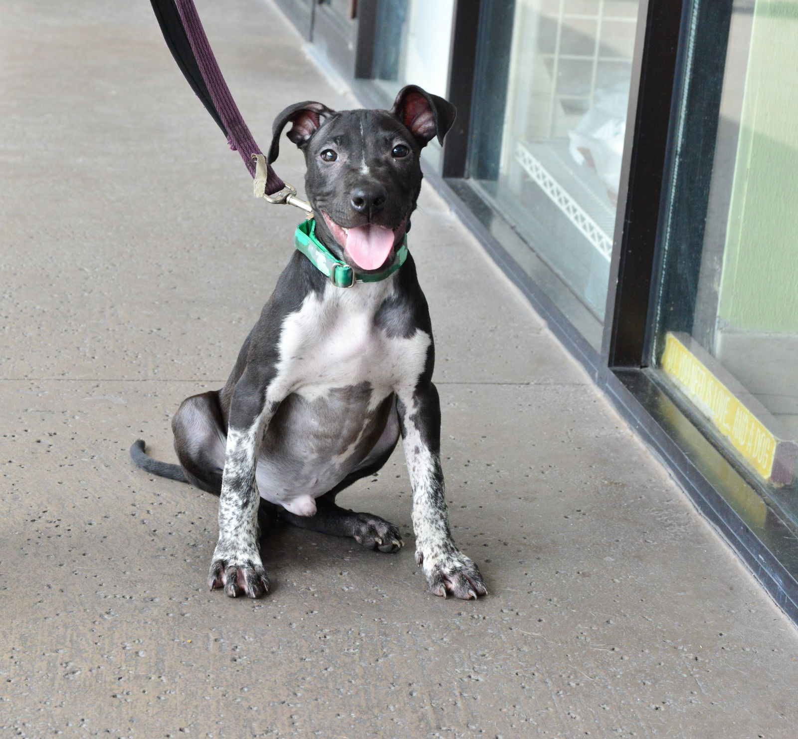 adoptable Dog in Royal Palm Beach, FL named Icee