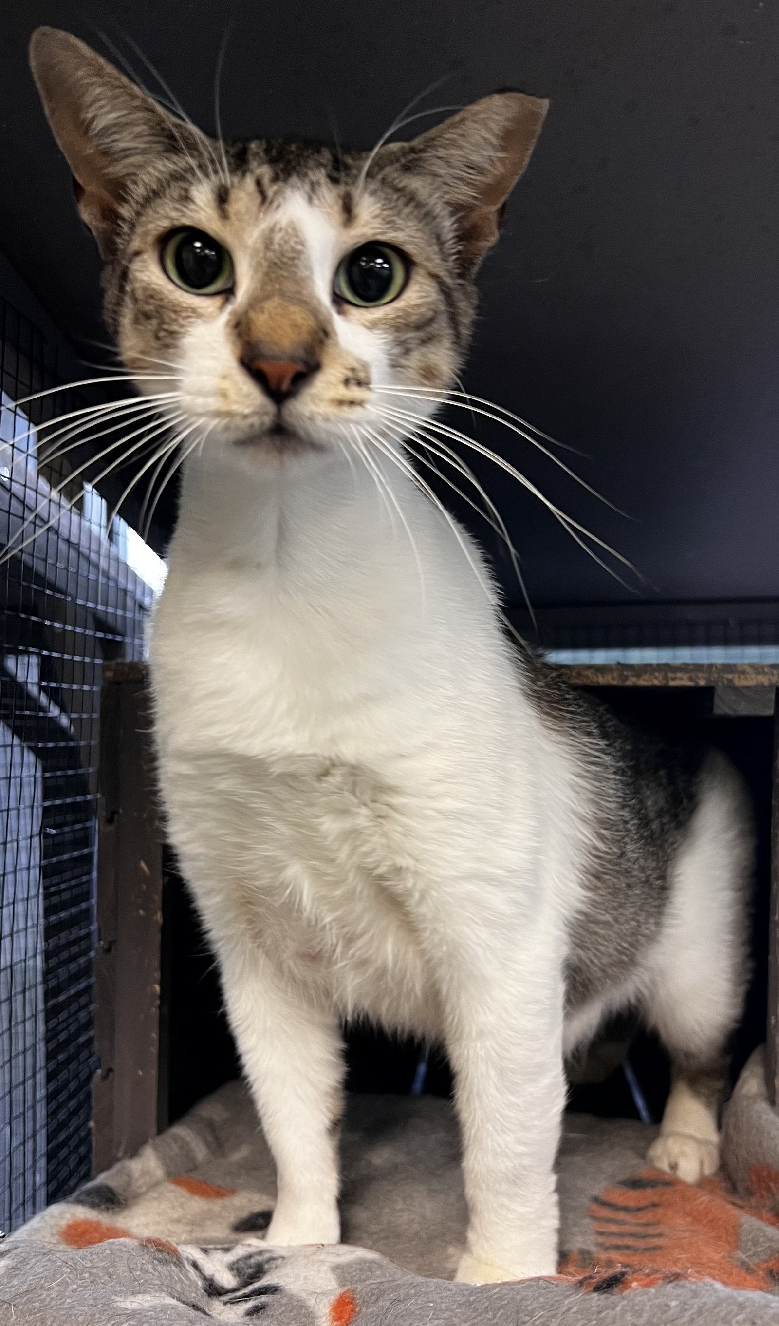 adoptable Cat in Royal Palm Beach, FL named Taco