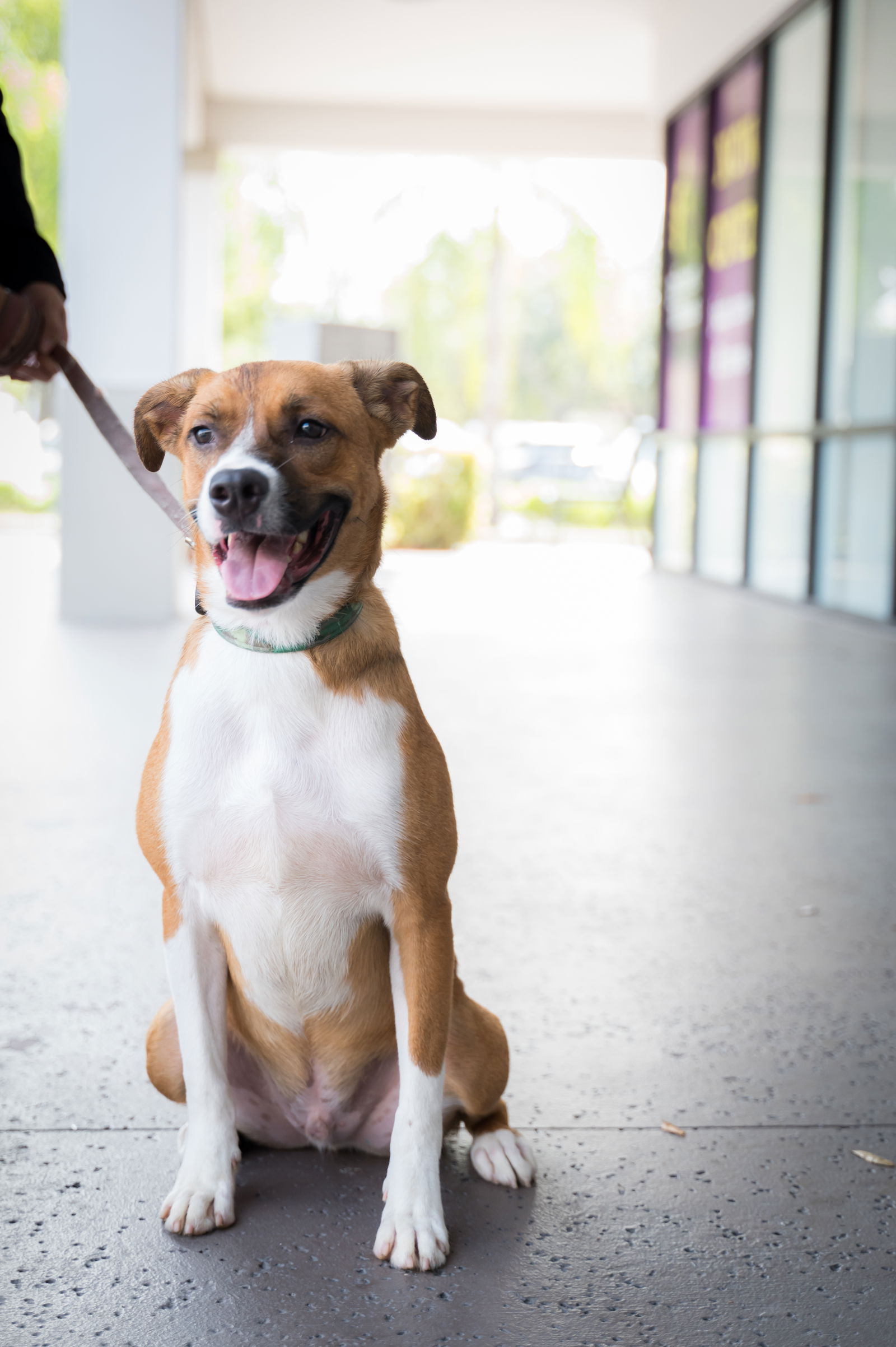 adoptable Dog in Royal Palm Beach, FL named Colton