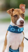 adoptable Dog in  named Lucas