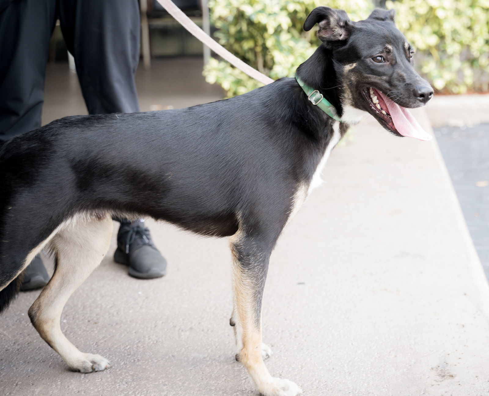 adoptable Dog in Royal Palm Beach, FL named Drake