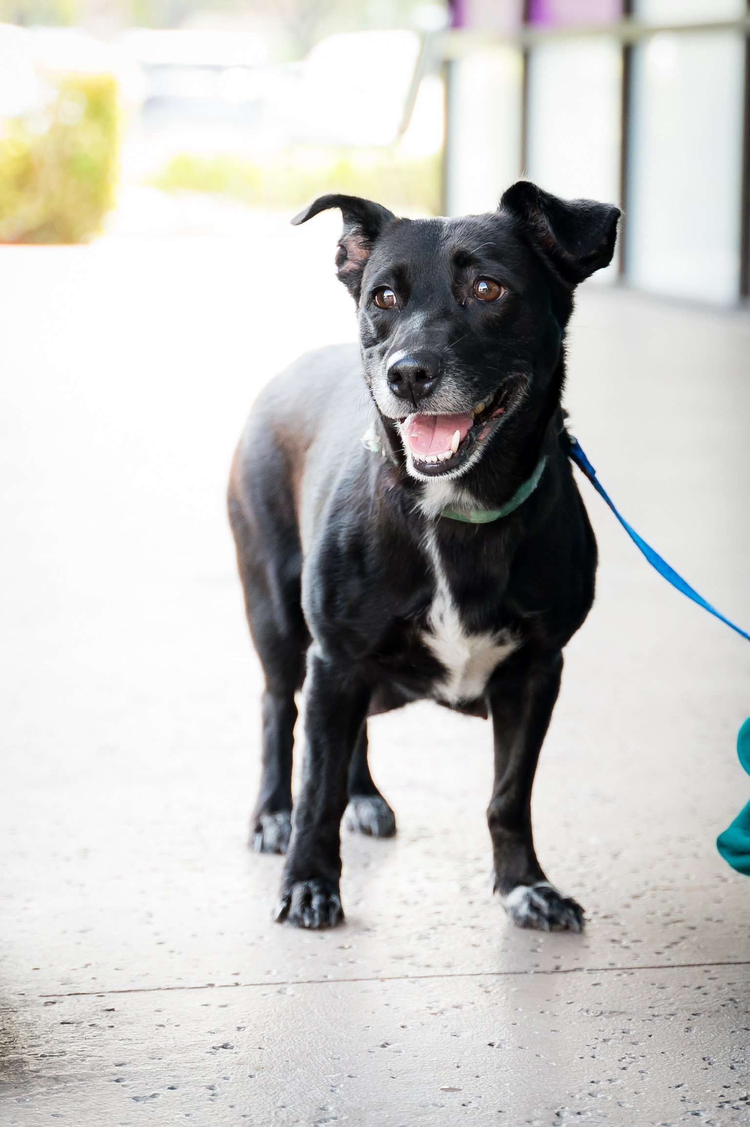 adoptable Dog in Royal Palm Beach, FL named Juno