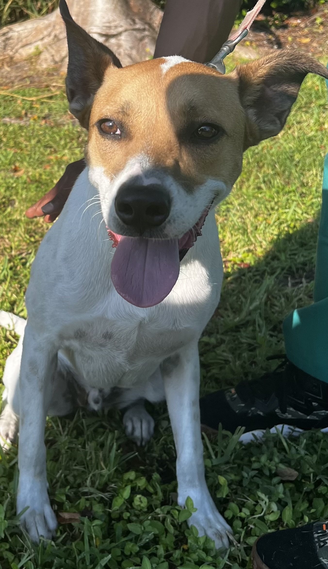 adoptable Dog in Royal Palm Beach, FL named Colby