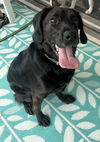 adoptable Dog in Royal Palm Beach, FL named Dexter