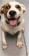adoptable Dog in  named Mooney