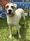 adoptable Dog in Royal Palm Beach, FL named Mooney