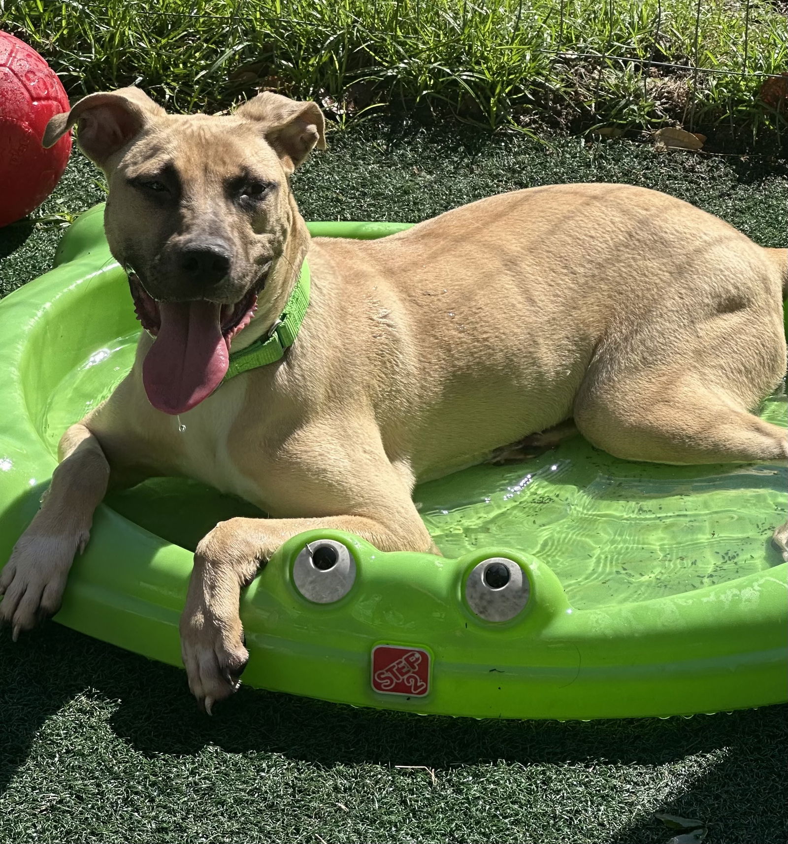 adoptable Dog in Royal Palm Beach, FL named Chamois