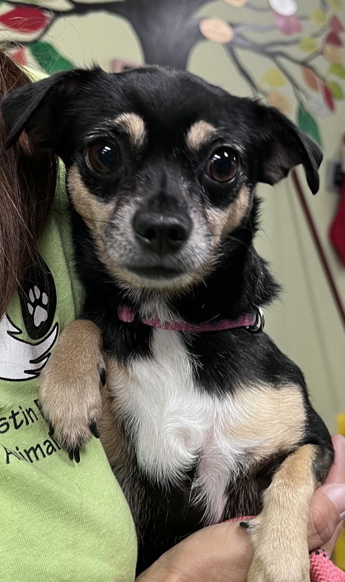 Lulu Tutu