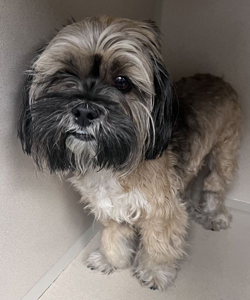 Benji
