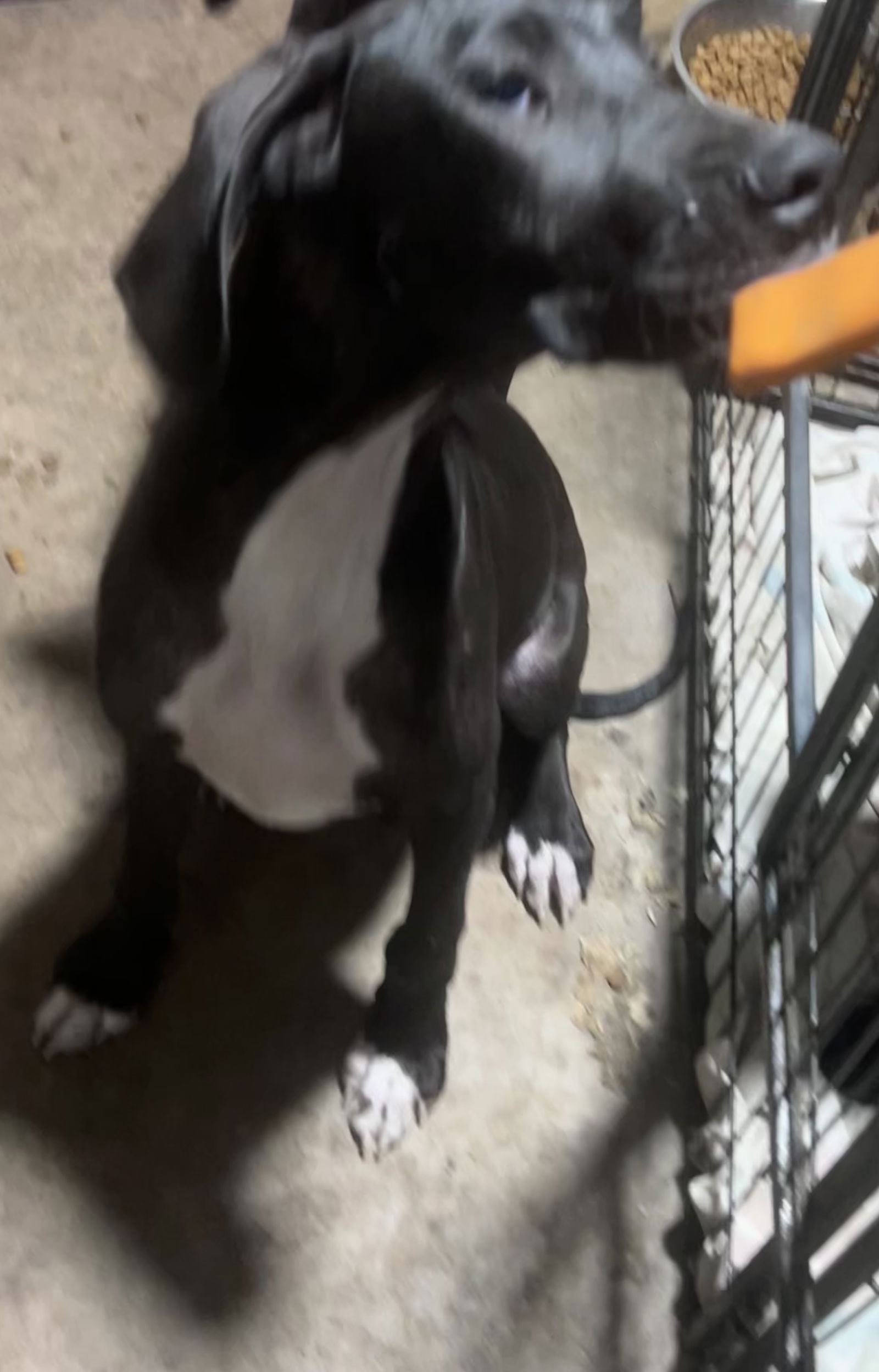 adoptable Dog in Royal Palm Beach, FL named Helena