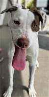 adoptable Dog in , FL named Bristol