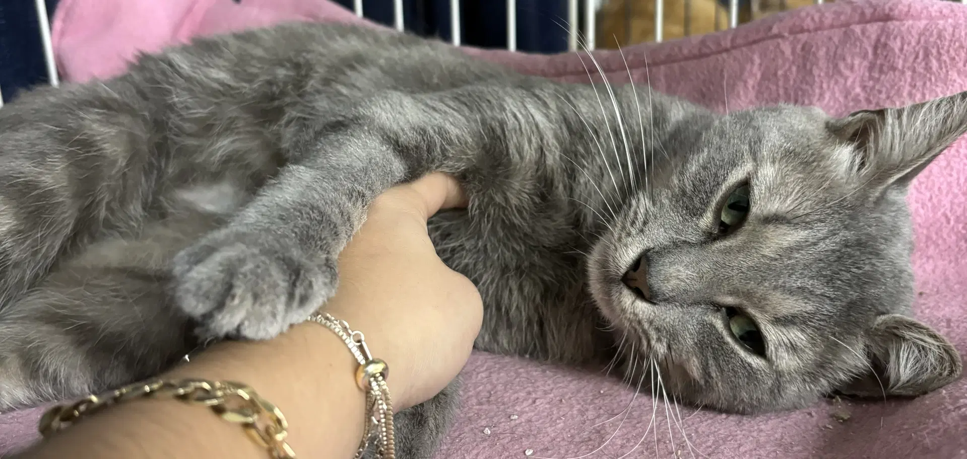Gizmo - Domestic Medium Hair