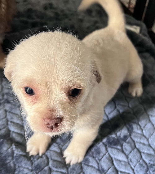 Darla