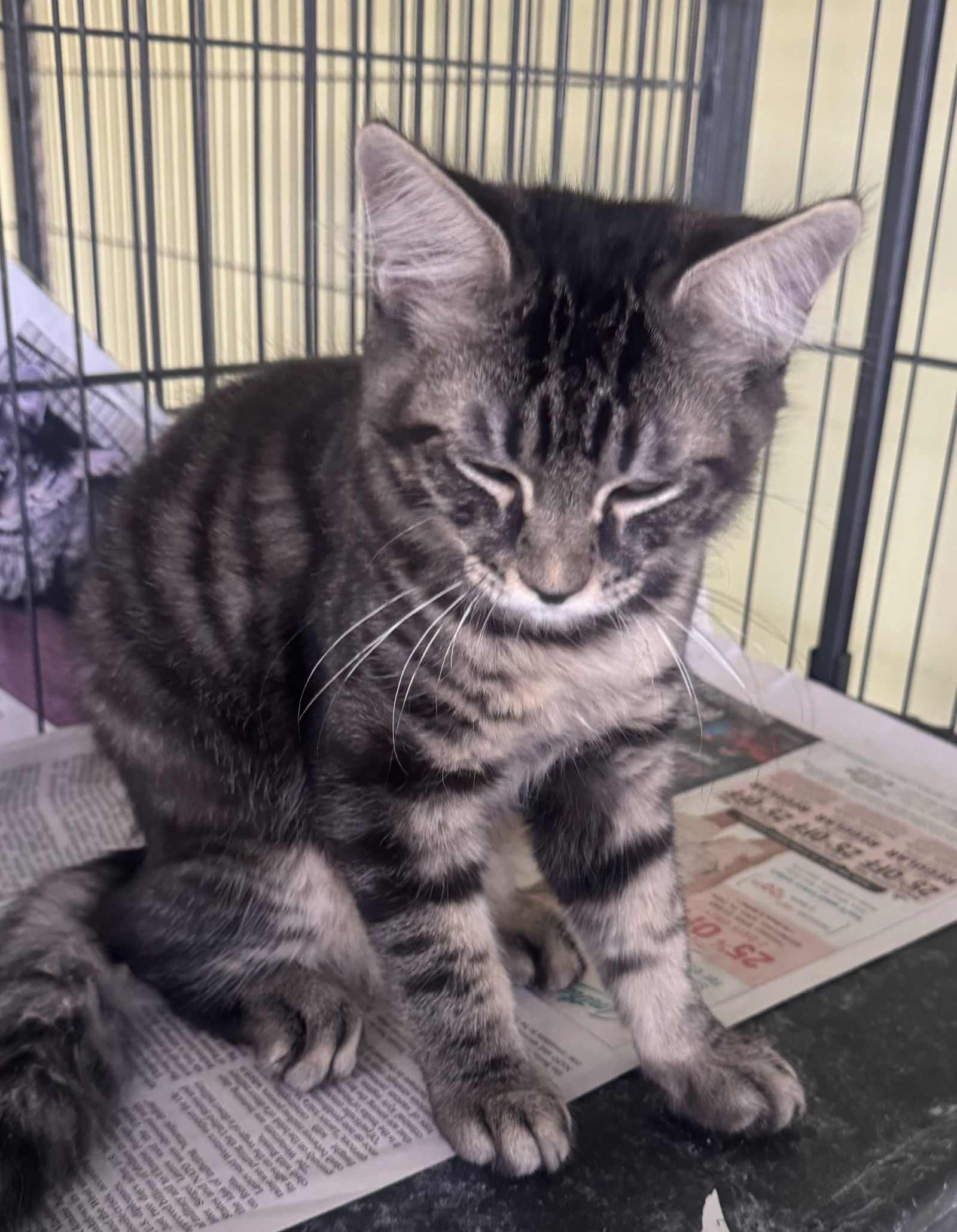 adoptable Cat in Royal Palm Beach, FL named Jaxson