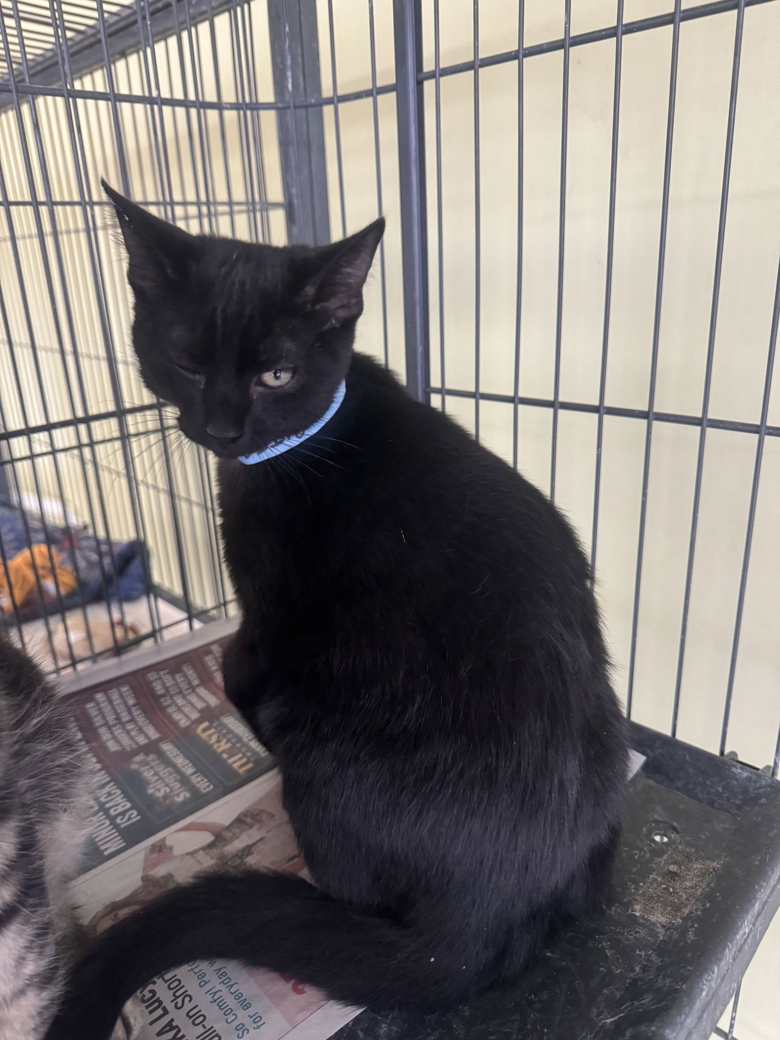 adoptable Cat in Royal Palm Beach, FL named Jupiter