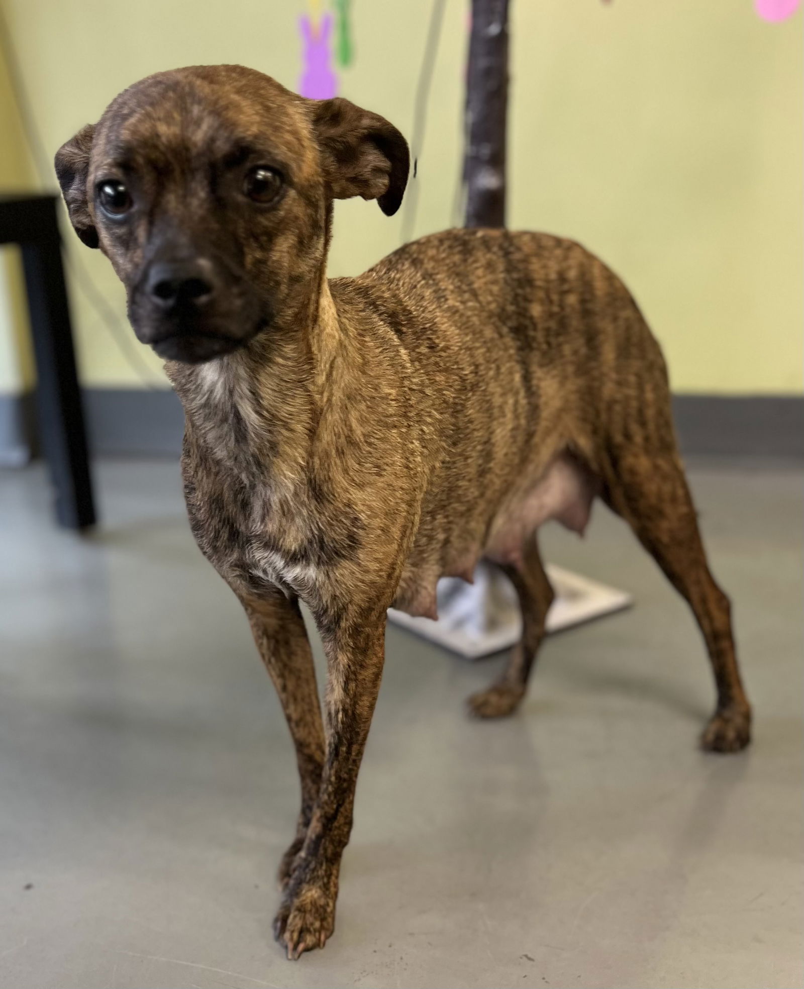 adoptable Dog in Royal Palm Beach, FL named Tallulah