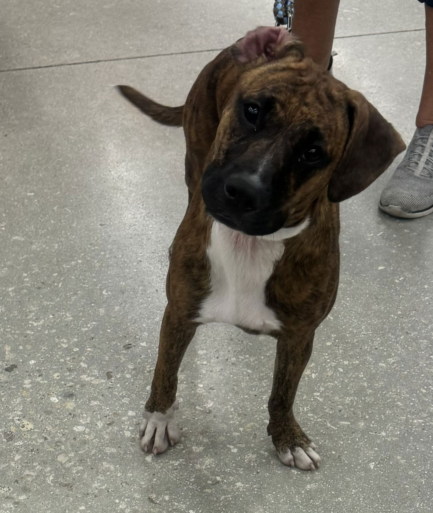 adoptable Dog in Royal Palm Beach, FL named Ocean